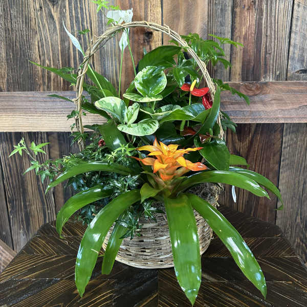 Tropical plant basket with orange and red blooms in a woven handle basket