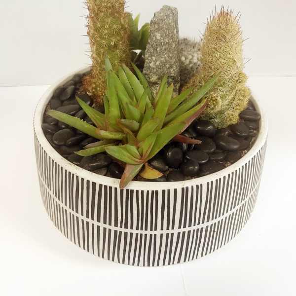 Potted succulent arrangement with two small cacti in a striped ceramic bowl