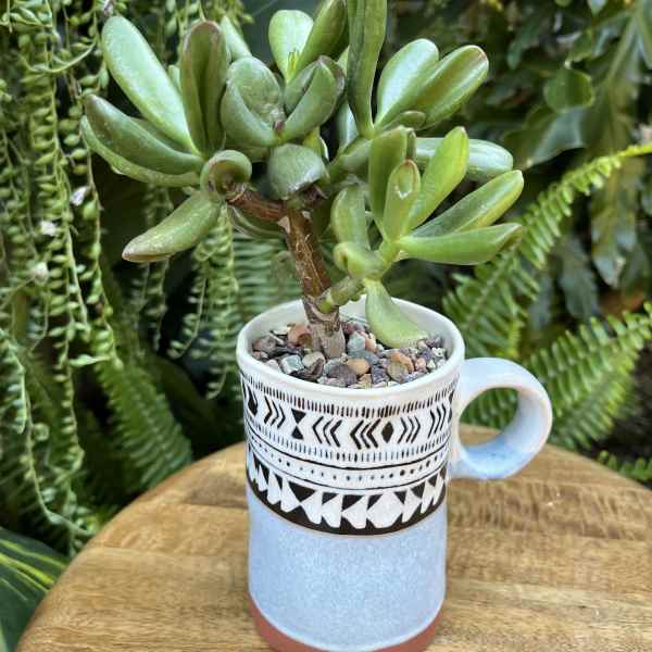 Potted succulent in a patterned ceramic mug