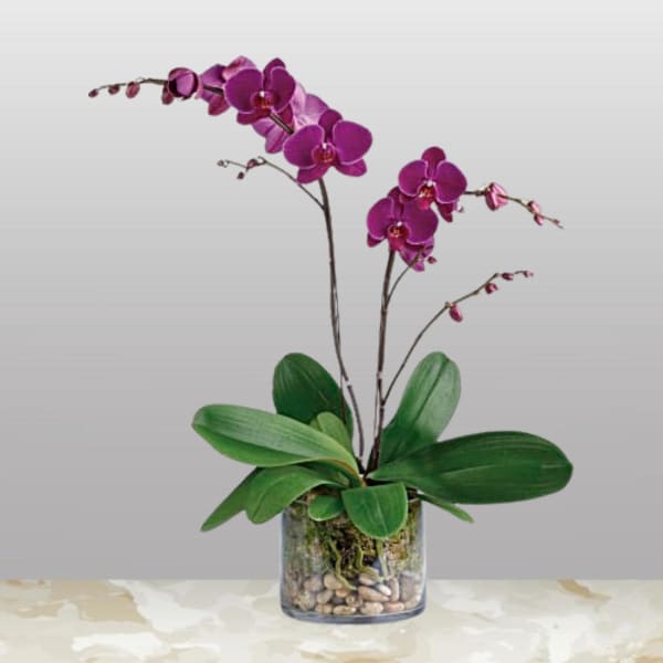 Potted purple phalaenopsis orchid with two tall blooming stems in a clear glass vase with pebbles.