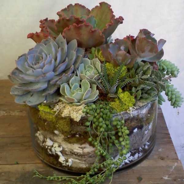 Succulent arrangement in a glass bowl with trailing string-of-pearls