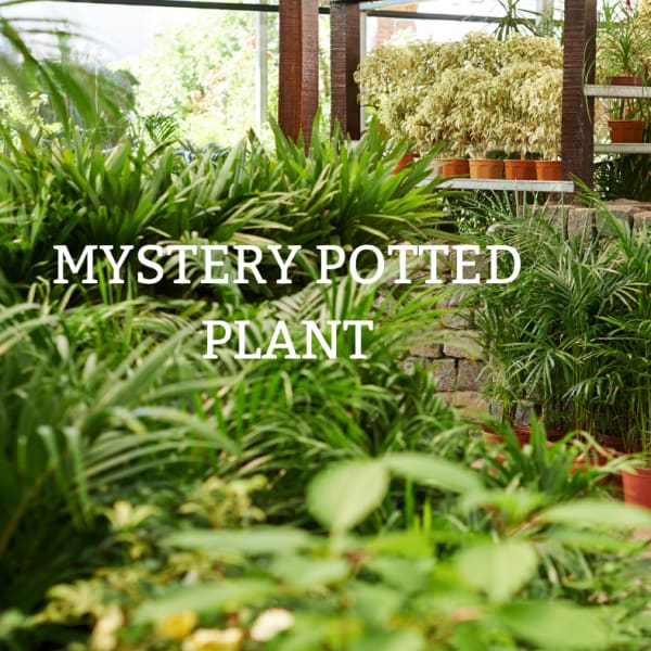 Assorted potted green plants in a greenhouse