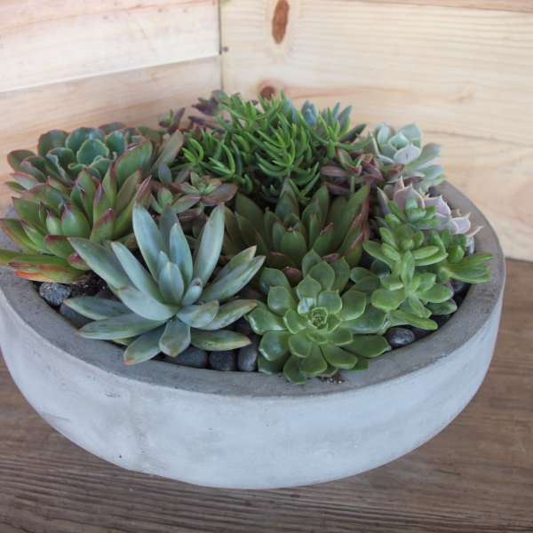 Succulent arrangement in a round concrete bowl