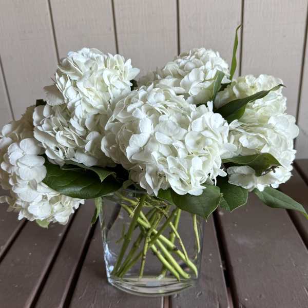 Classic White Hydrangeas