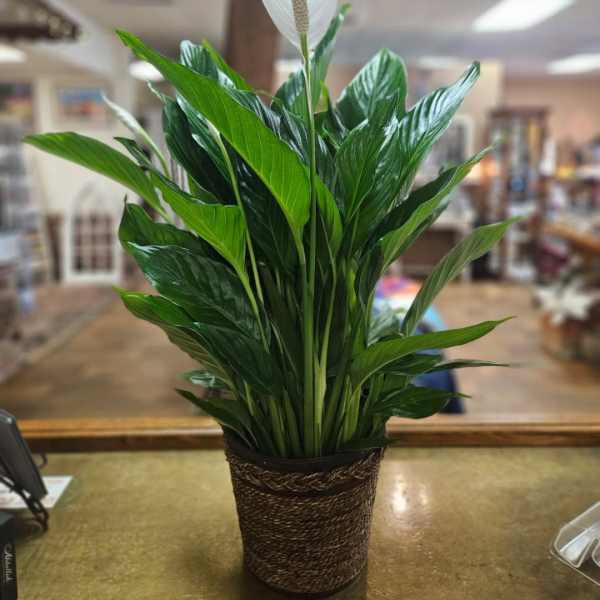 Peace lily plant with a white bloom in a woven pot on a counter