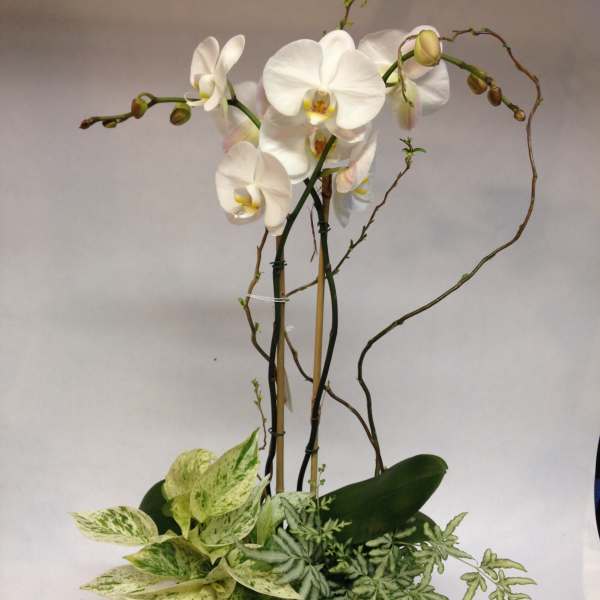 White orchids in a dark bowl planter with variegated foliage