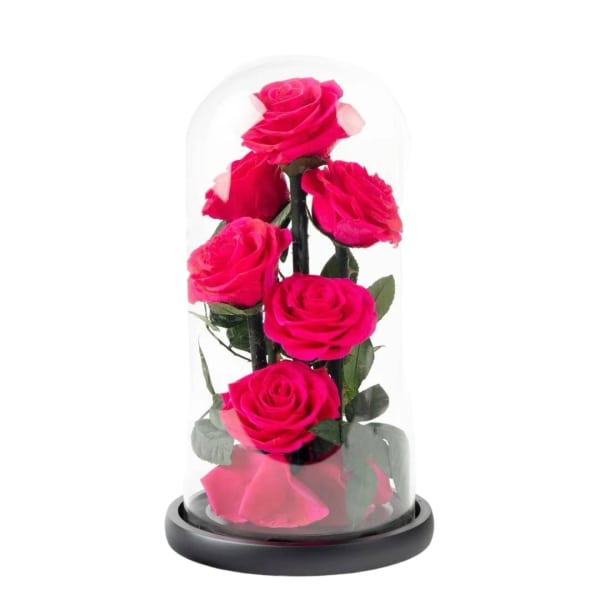 Five pink roses under a clear glass dome on a black base