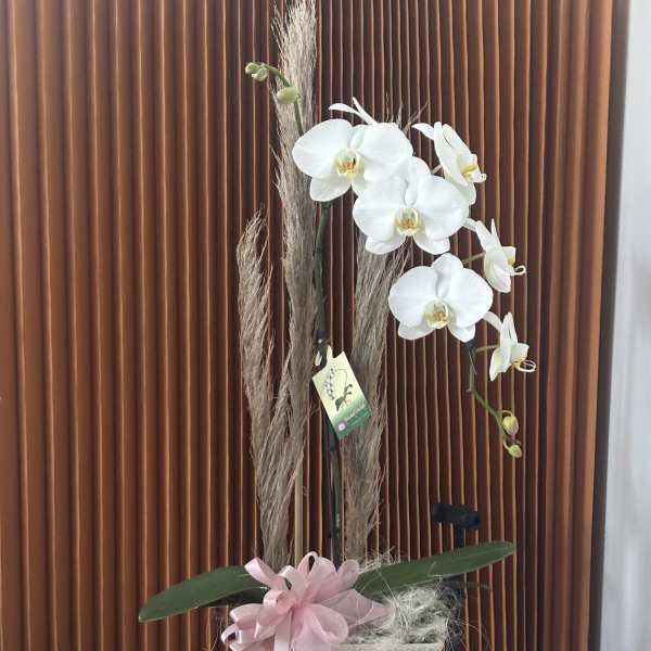 White orchid arrangement in a decorative planter with a pink ribbon