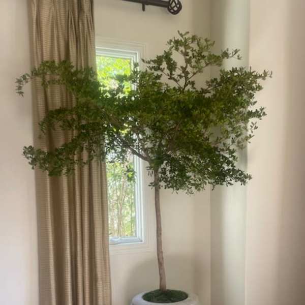 Tall indoor potted tree with leafy green canopy in a large cream planter