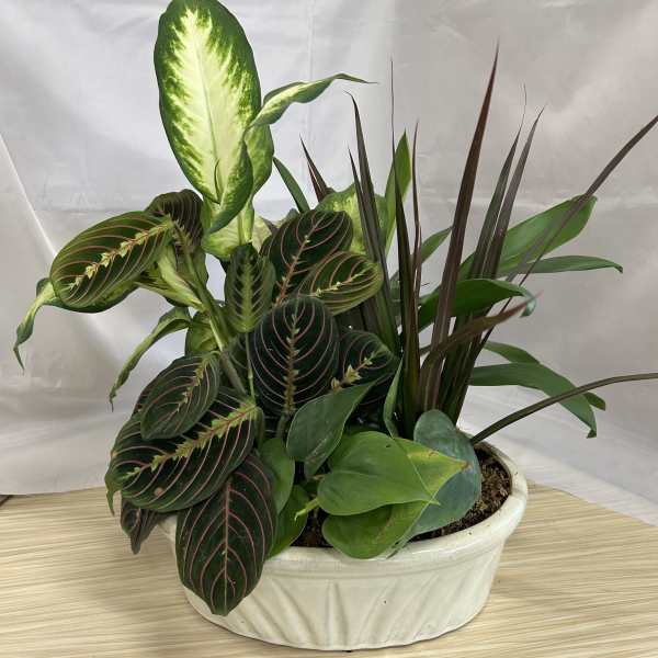 Mixed potted houseplants in a white ceramic planter