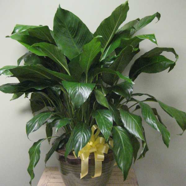 Potted green houseplant with a yellow ribbon bow