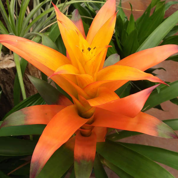 Bromeliad IG027