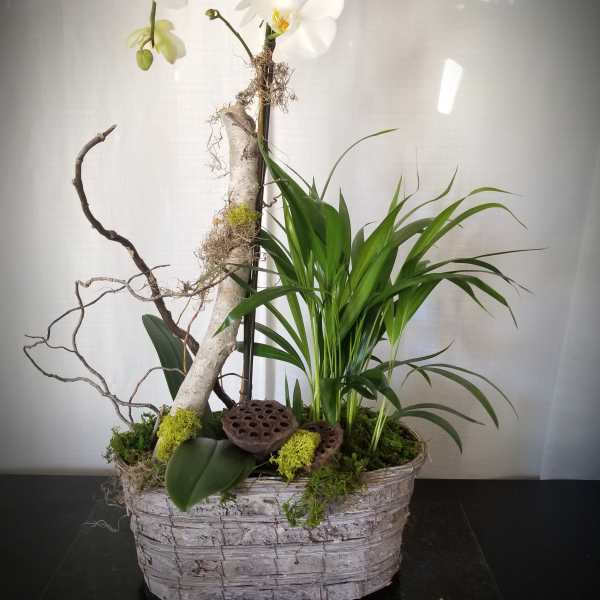 White orchids in a woven basket with green plants and driftwood accents