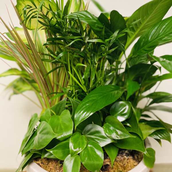 Lush green potted houseplant with mixed foliage in a white container