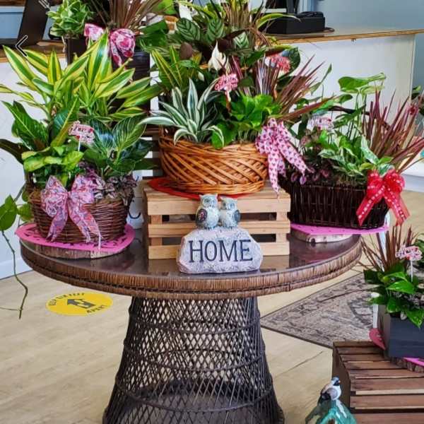 DESIGNERS CHOICE BASKET PLANTS
