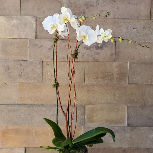 White orchid plant in a decorative pot