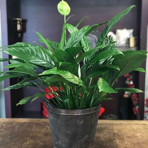 Potted peace lily plant with glossy green leaves and a pale bloom