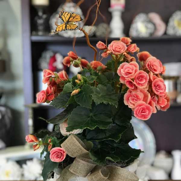 Pink flowering plant in a white decorative pot with a burlap bow