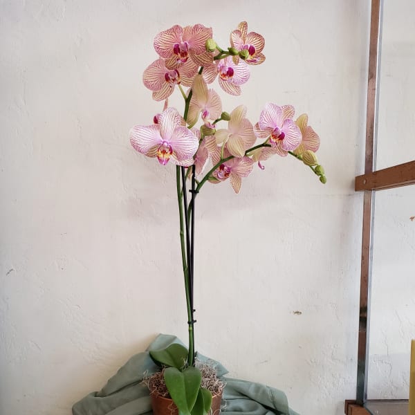 Double Stem Blooming Orchid