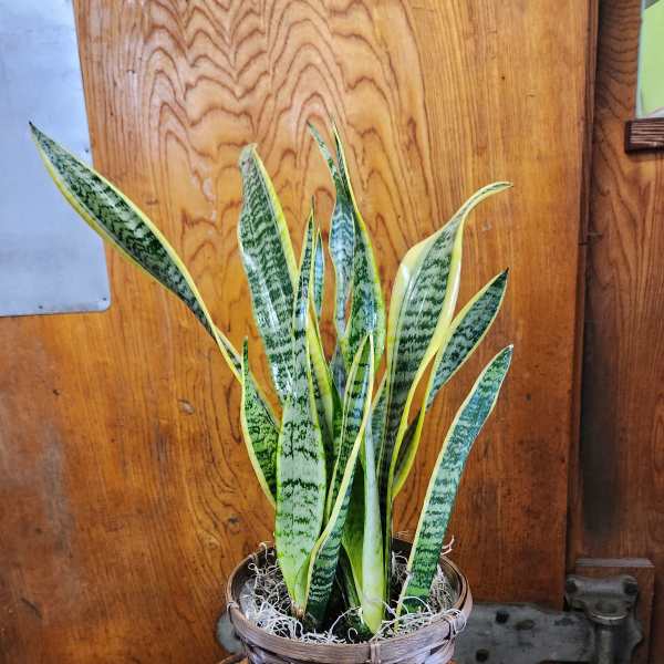 Potted snake plant in a woven basket planter