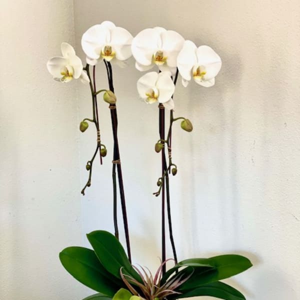 White orchids in a textured pot with broad green leaves