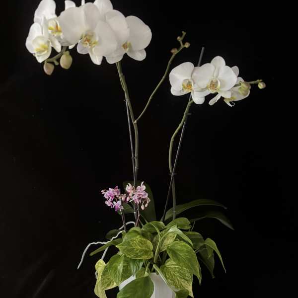 White orchids in a white pot with trailing green foliage