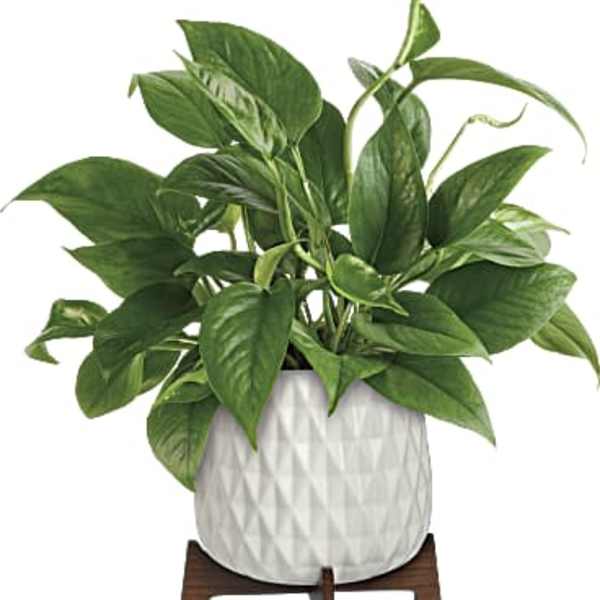 Potted green houseplant in a white textured planter on a wooden stand