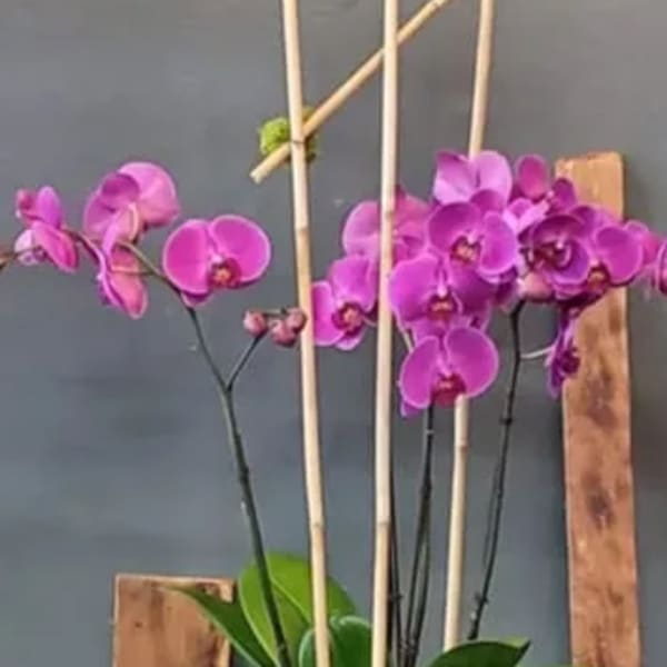 Tall pink phalaenopsis orchid plant in a clear glass vase with bamboo supports.