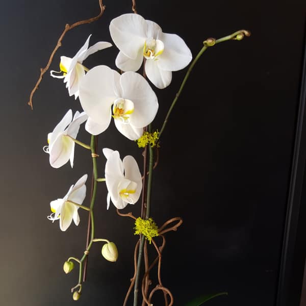 White orchid arrangement in a spiky white pot