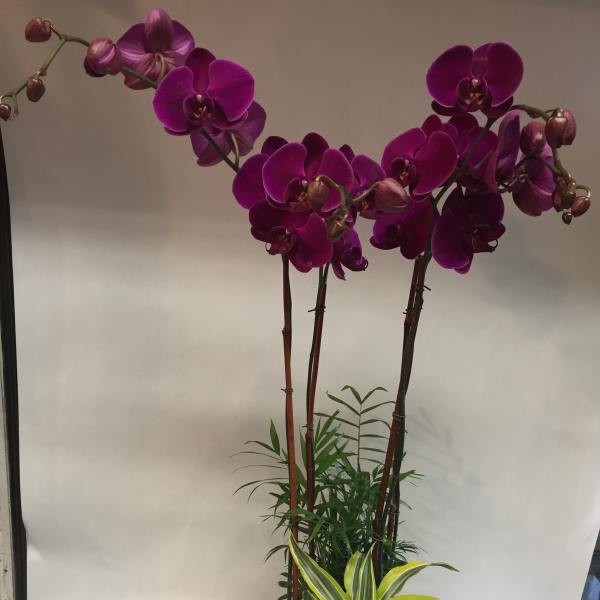 Potted orchids with purple blooms and variegated foliage