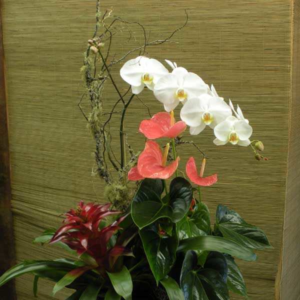 Tall floral arrangement with white orchids and pink anthuriums in a dark container