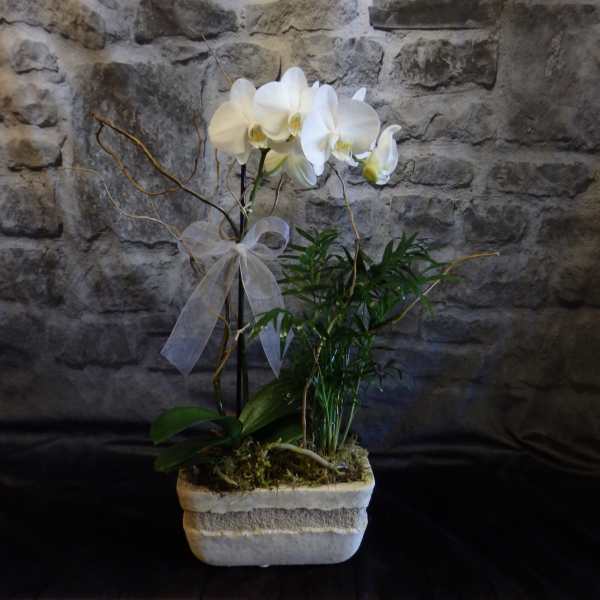 White orchid plant in a stone planter with a sheer ribbon