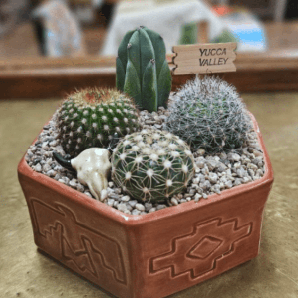 Small Southwest Cactus Garden