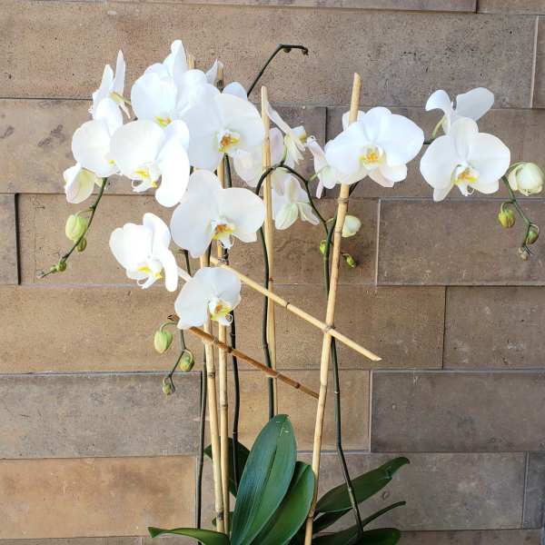 White orchid plant in a textured white pot