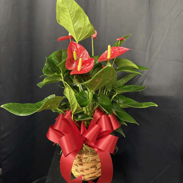 Potted anthurium plant with red blooms and a red ribbon in a woven basket