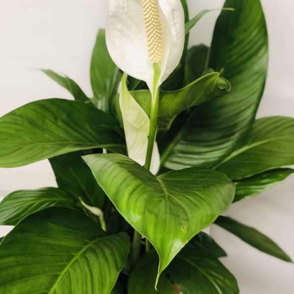 White peace lily bloom with glossy green leaves