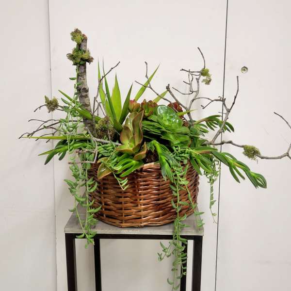 Succulent arrangement in a wicker basket with branches and trailing greenery