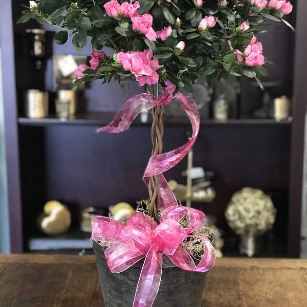 Pink flowering plant in a black pot with a ribbon bow