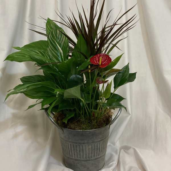 Potted tropical arrangement with red anthurium and broad green leaves in a metal bucket