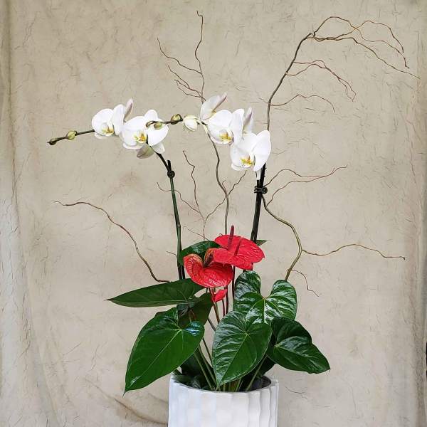 White orchids and red anthuriums in a white pot
