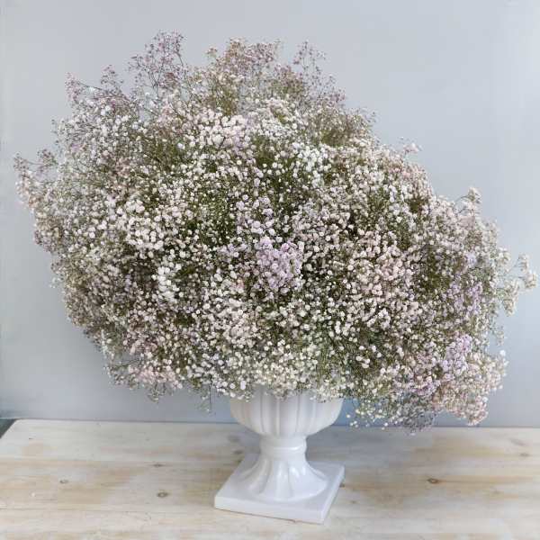 Large cloud-like arrangement of pastel baby’s breath in a white pedestal urn