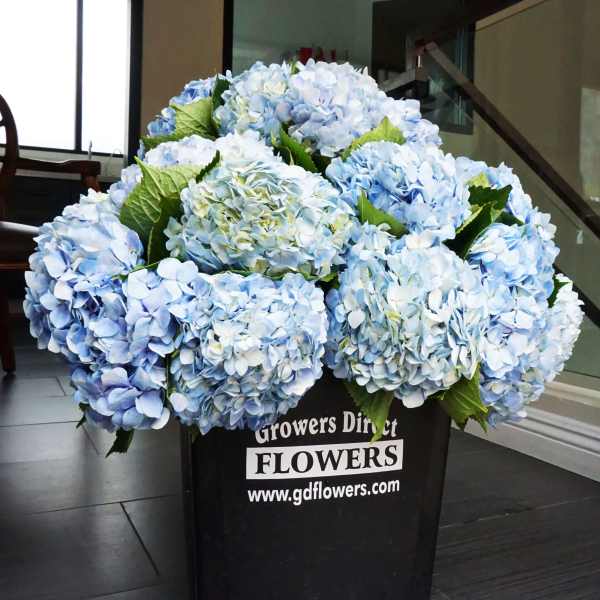 Large bundle of light blue hydrangeas in a black florist bucket on a tile floor