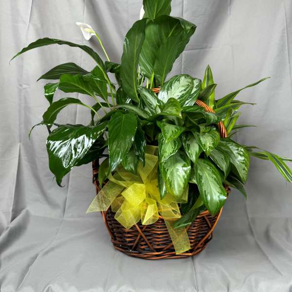 Basket of green houseplants with a yellow ribbon