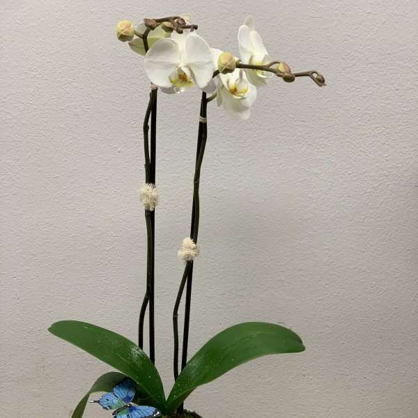 White orchid plant in a textured pot with a small succulent and butterfly decoration