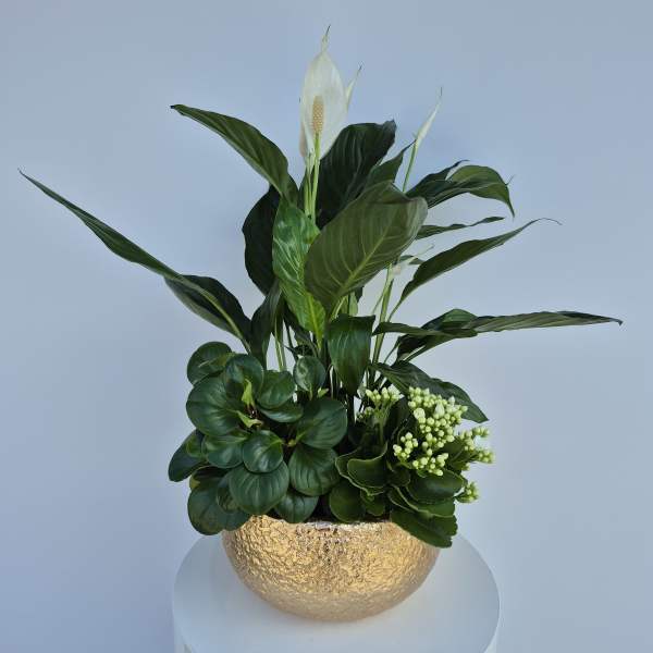 Potted arrangement with white peace lilies and green foliage in a gold bowl