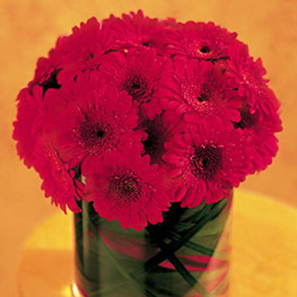 Pink gerbera daisies in a clear glass vase