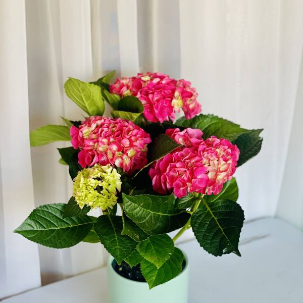 Pink Hydrangea Plant