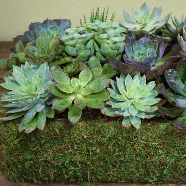 Succulent arrangement in a moss-covered rectangular planter