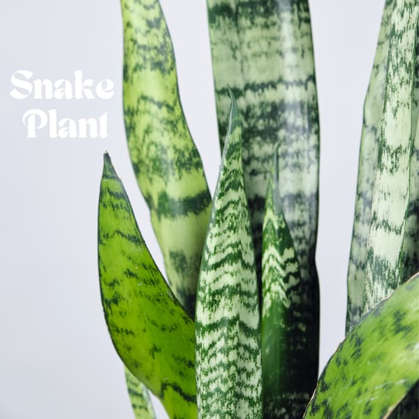 Close-up of snake plant leaves with green variegation