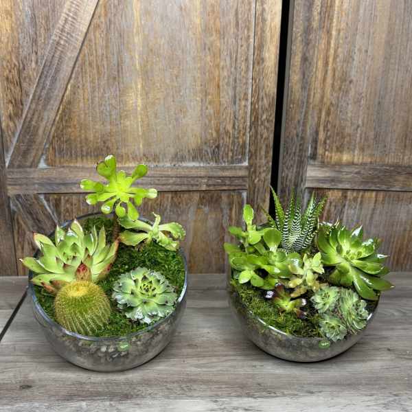 Succulent Gardens